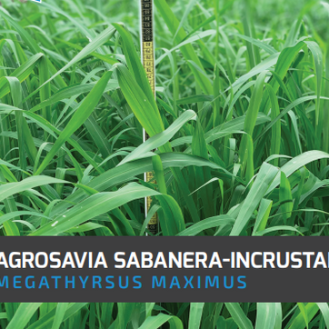 Guinea Panicum Maximum Agrosavia Sabanera (Incrustada) x Kilo - imagen 1