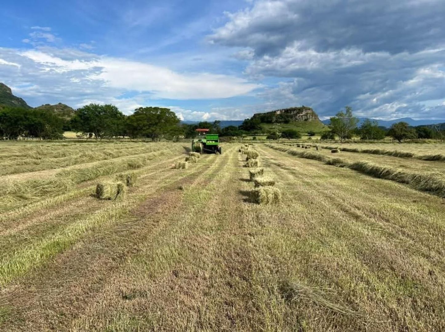 PACA DE HENO  PANGOLA FRESCO