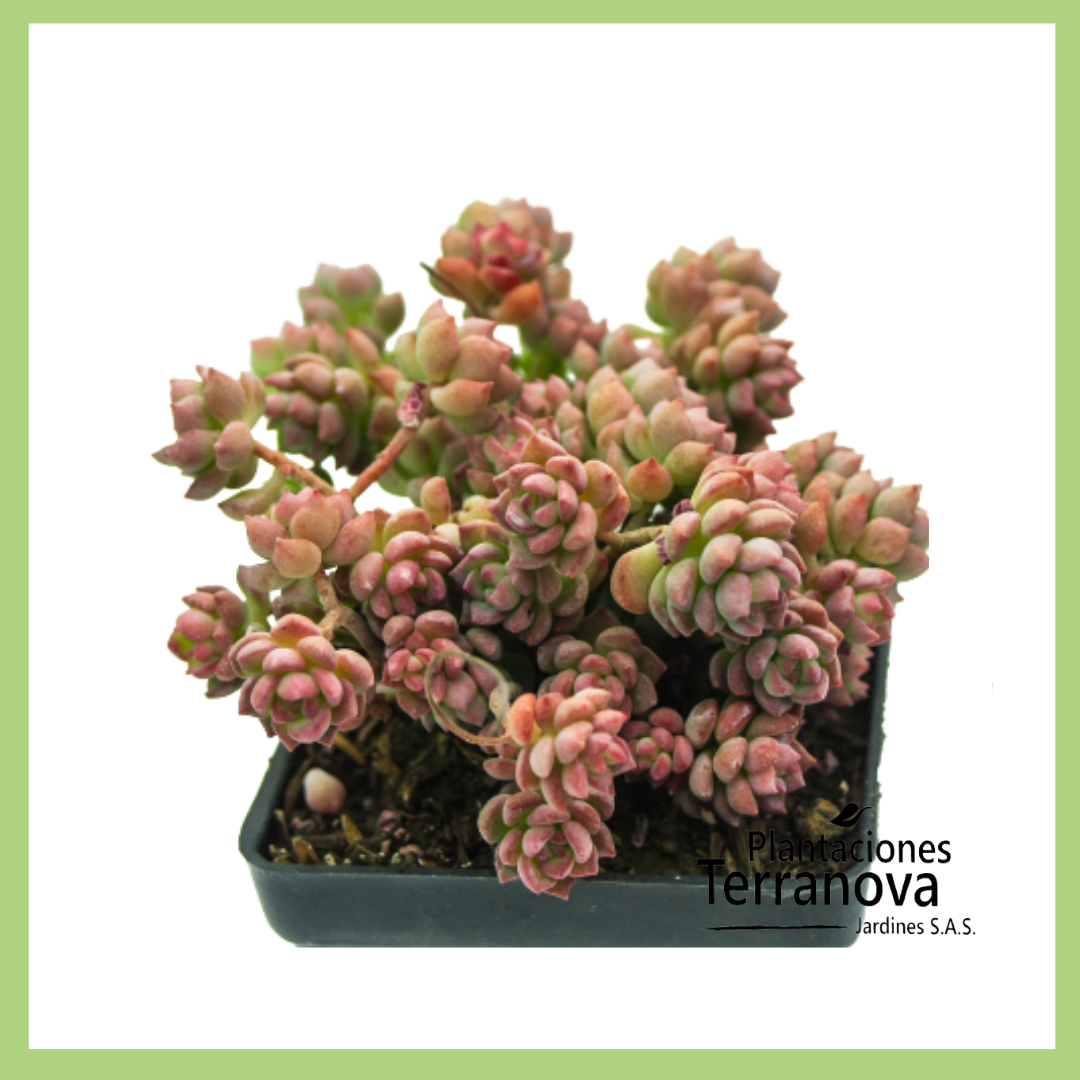 SEDUM DASIPHYLUM MAJOR