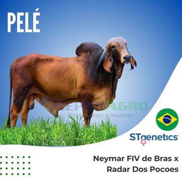 PELÉ - imagen 1