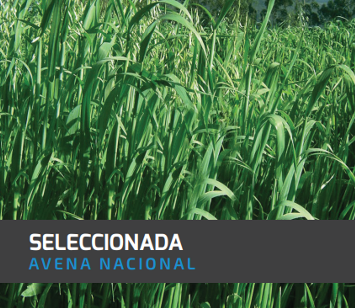 Avena Seleccionada x Libra