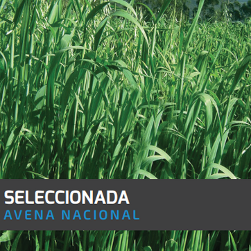Imagen del producto Avena Seleccionada x Libra