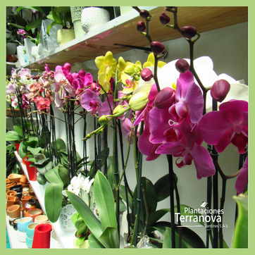 ORQUIDEA PHANELOPSIS - imagen 3