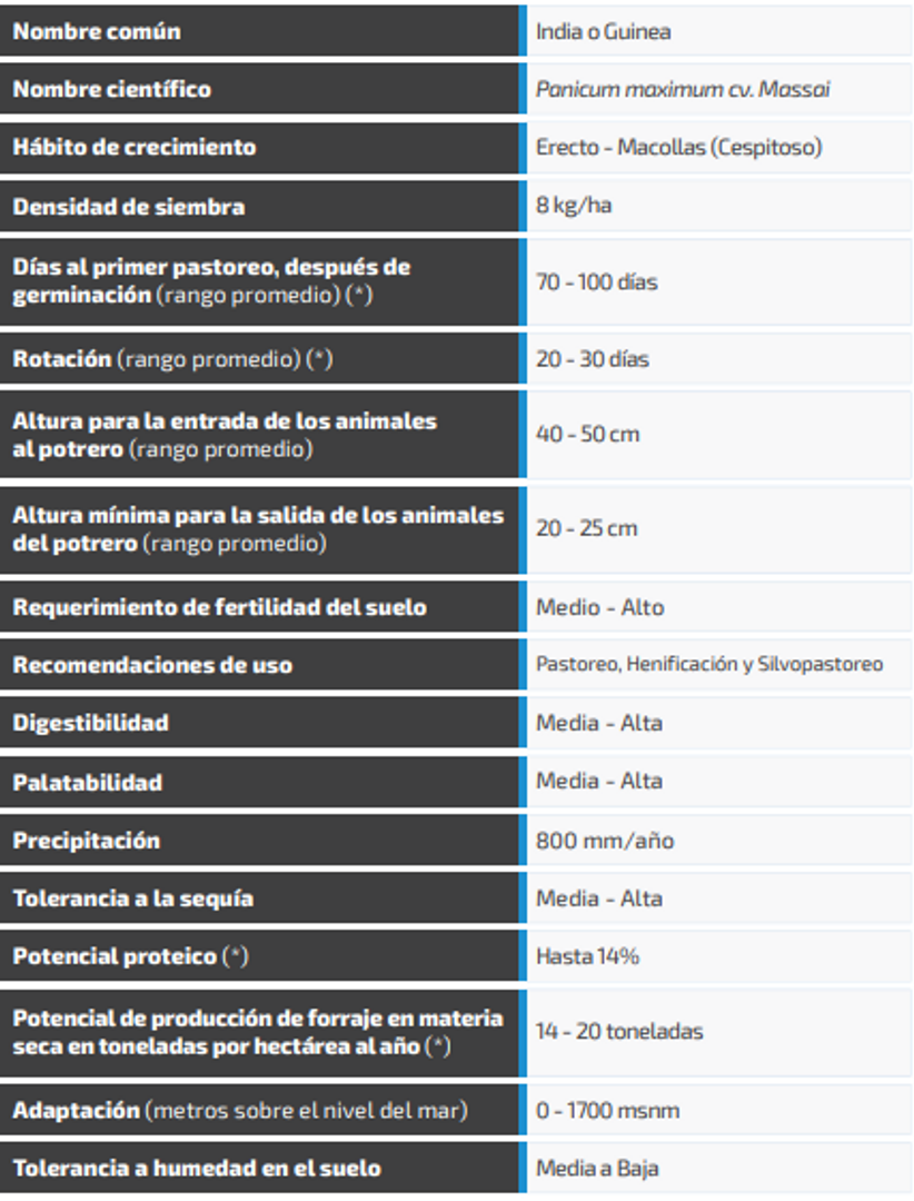 Massai Guinea Panicum Maximum  (Incrustada) x Kilo