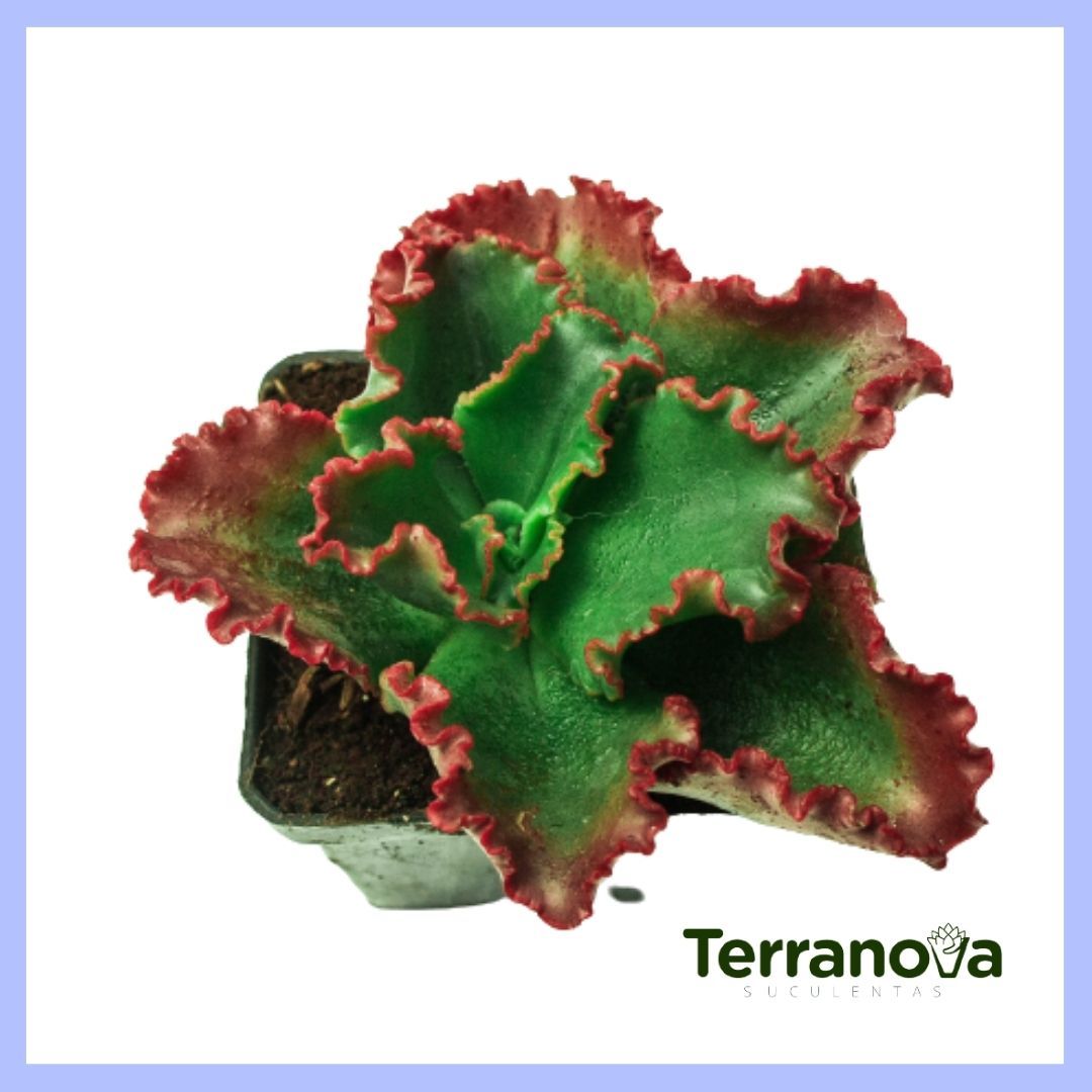 ECHEVERIA DICKS PINK