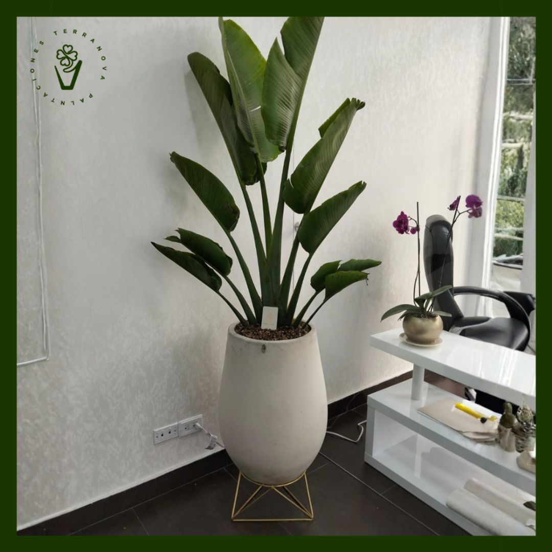 COMBO PALMA DEL VIAJERO