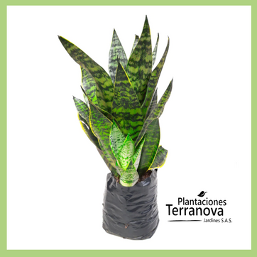 SANSEVIERIA (LENGUA DE SUEGRA)  - imagen 1
