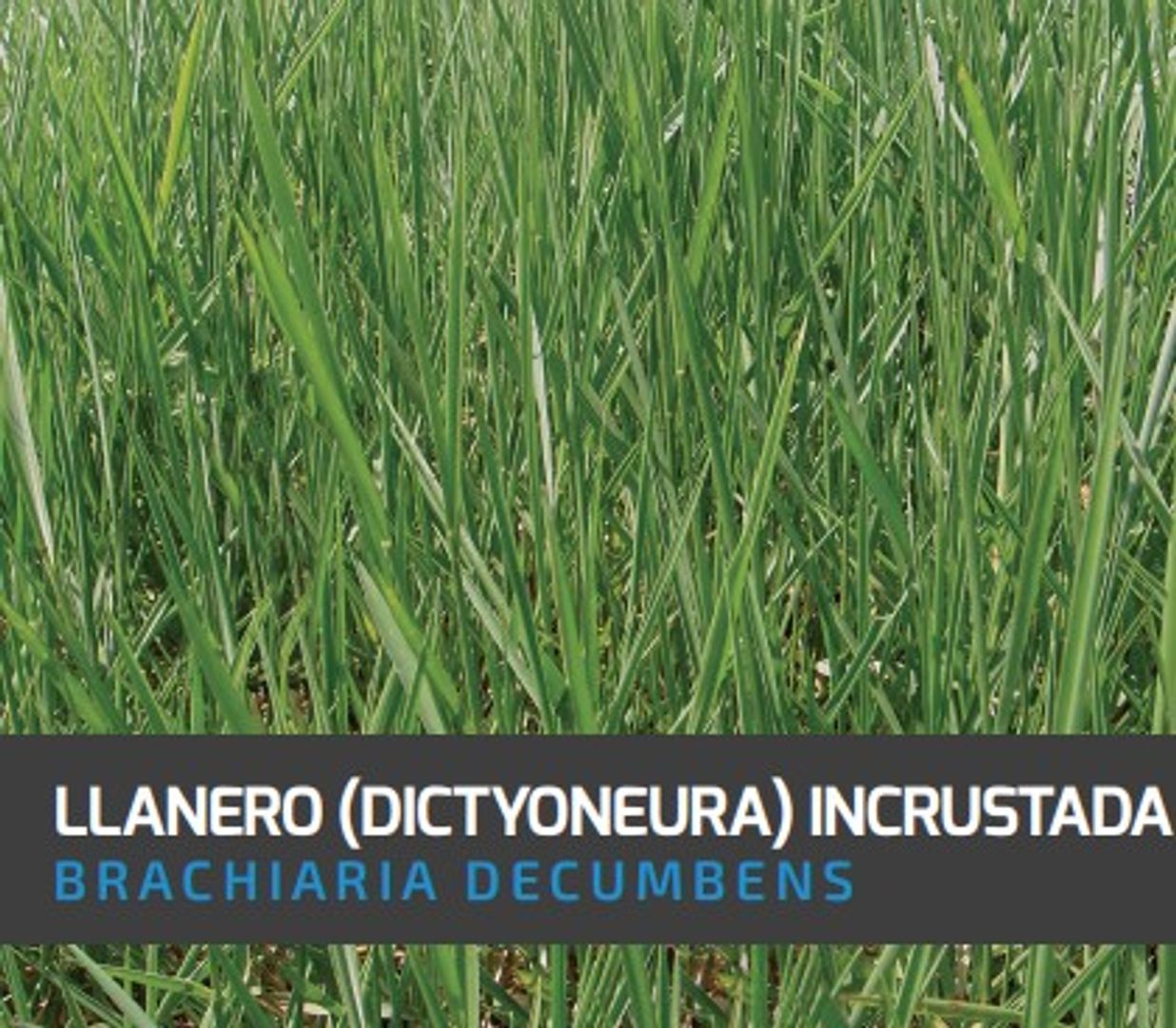 Llanero Brachiaria -Dictyoneura (Incrustada) x Kilo