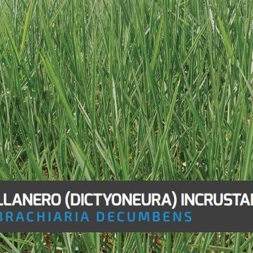 Llanero Brachiaria -Dictyoneura (Incrustada) x Kilo - imagen 1