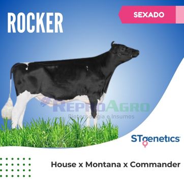 ROCKER SEXADO - imagen 1