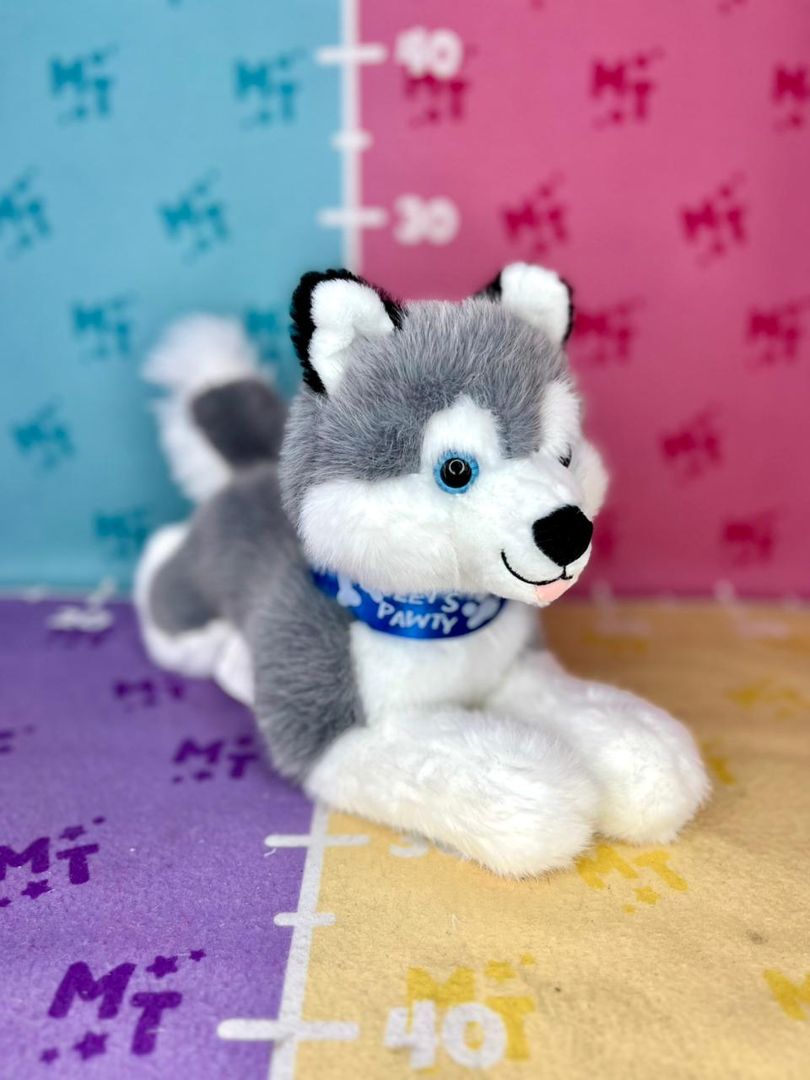 Lobo siberiano acostado collar azul