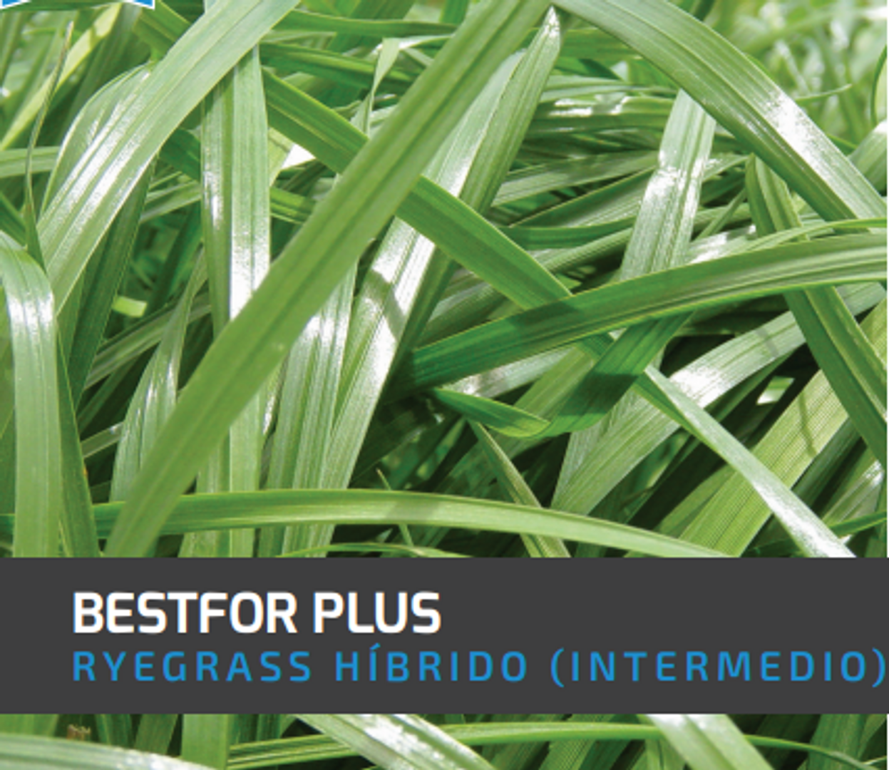 Ryegrass Bestfor Plus (Híbrido tetraploide) x Kilo