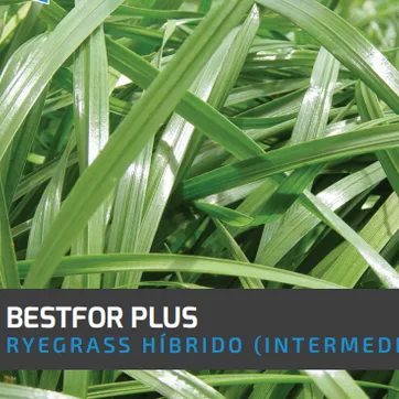 Ryegrass Bestfor Plus (Híbrido tetraploide) x Kilo - imagen 1