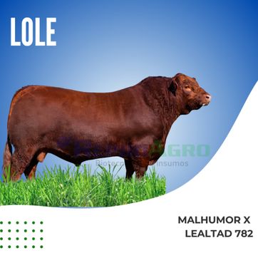 LOLE - imagen 1