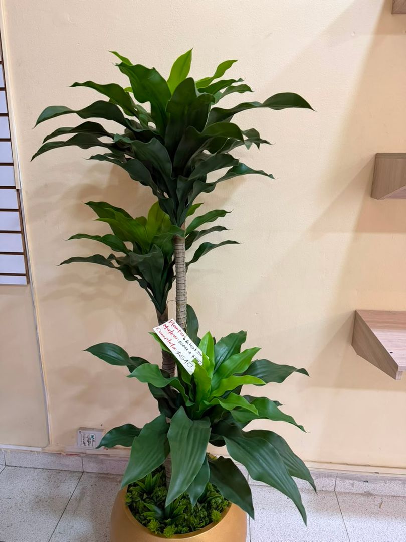 PLANTA DE DRACENA TALLO X 3
