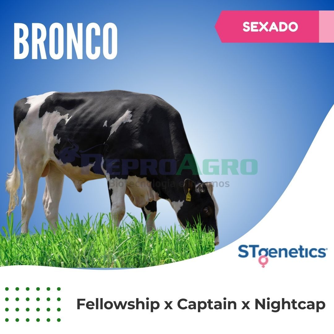 BRONCO SEXADO