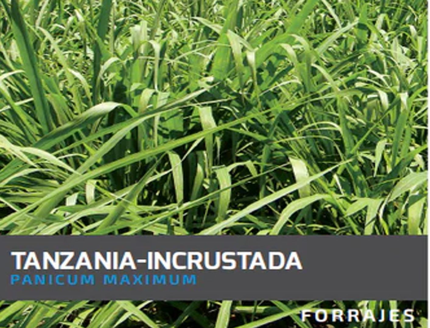 Tanzania Guinea Panicum Maximum  (Incrustada) x Kilo
