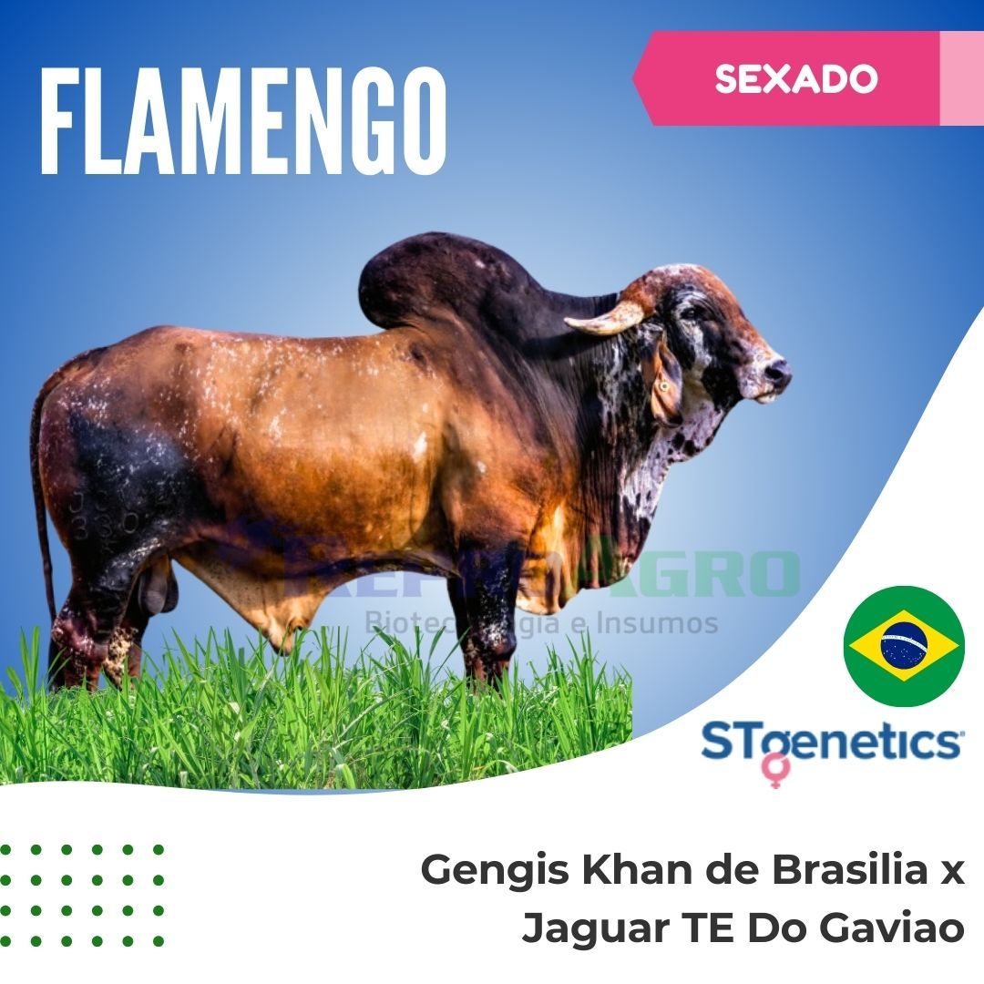 FLAMENGO SEXADO