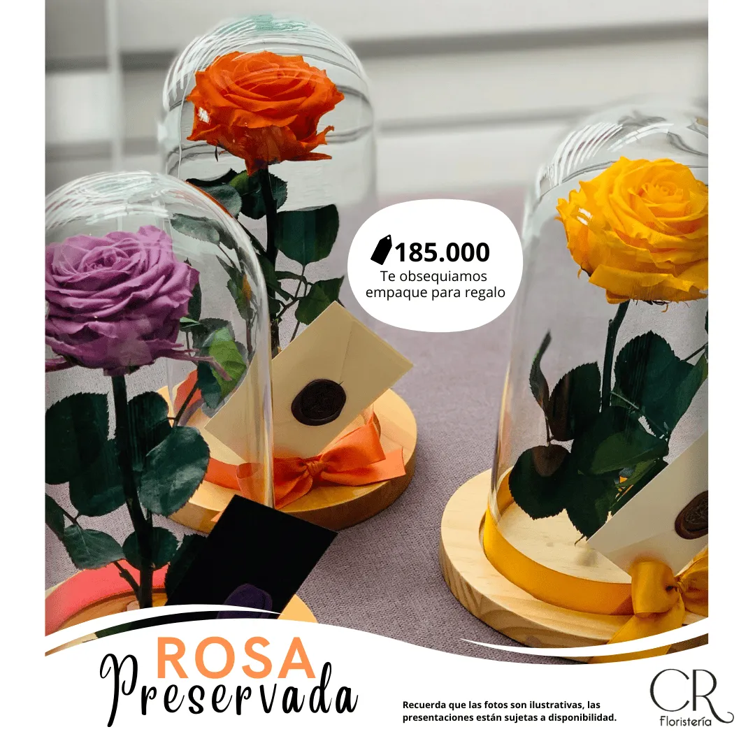Rosa Preservada
