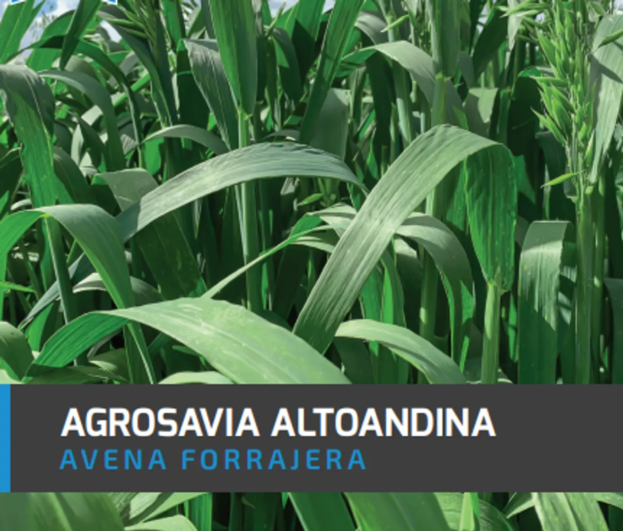 Avena Agrosavia Altoandina x Kilo