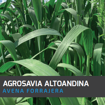 Avena Agrosavia Altoandina x Kilo - imagen 1
