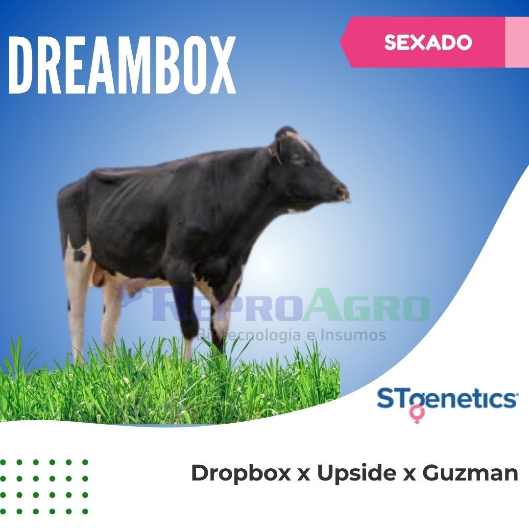 DREAMBOX SEXADO