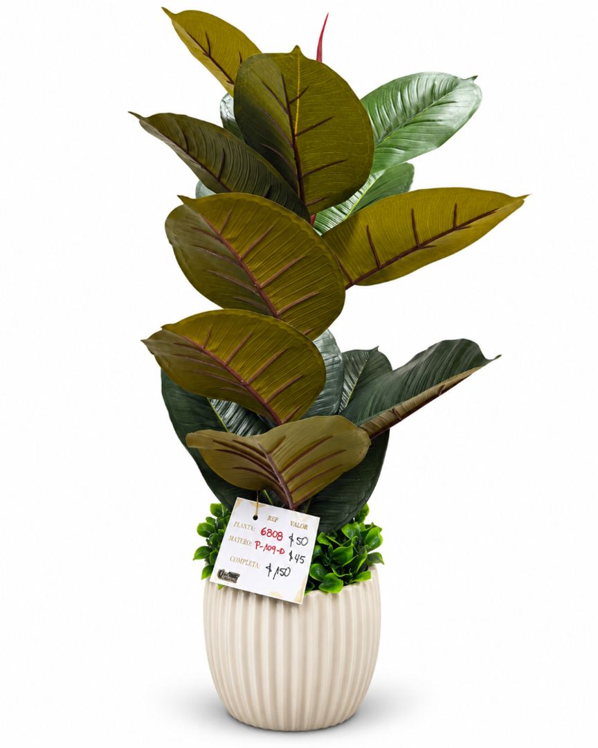 PLANTA VARA DE CAUCHO MORADA 75 CM
