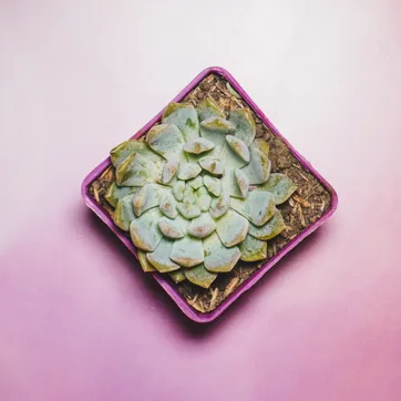 Suculenta - imagen 1