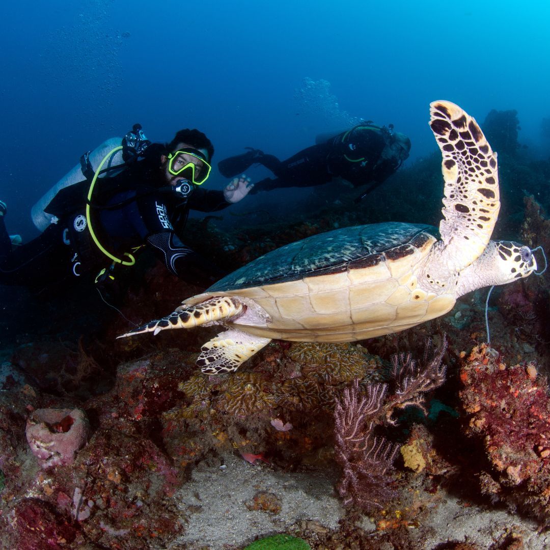 BUCEO PARQUE TAYRONA