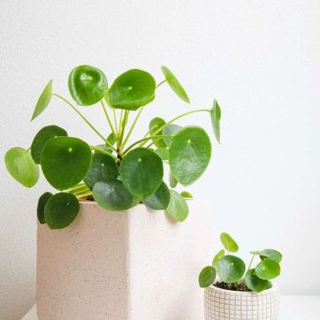 Imagen del producto Cucharitas