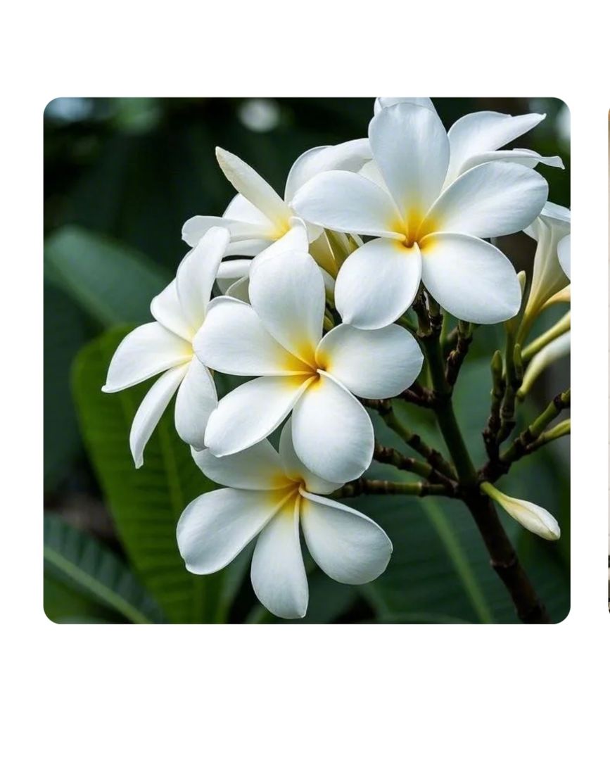 Vara de Frangipani VENDIDAS
