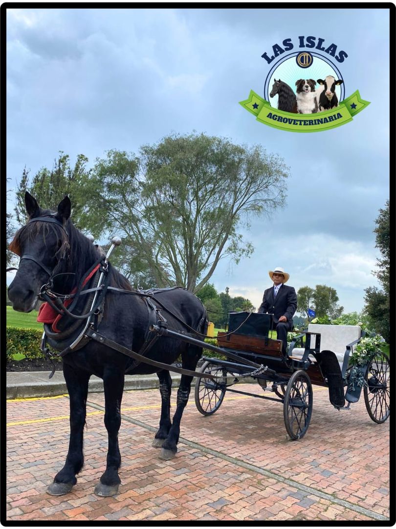 SESION FOTOGRAFICA CON CARRUAJE Y CABALLO EN NUESTRO  CRIADERO