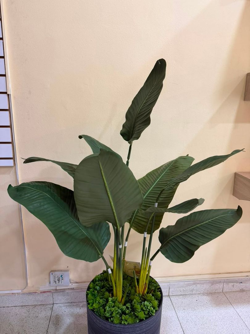 PLANTA DE PLATANILLO