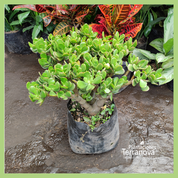 JADE GRANDE - imagen 2