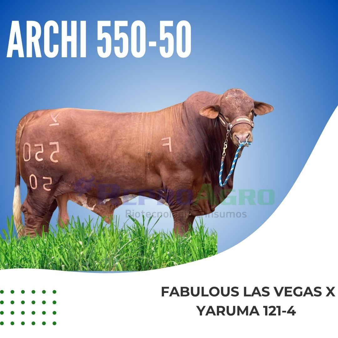 ARCHI 550-50