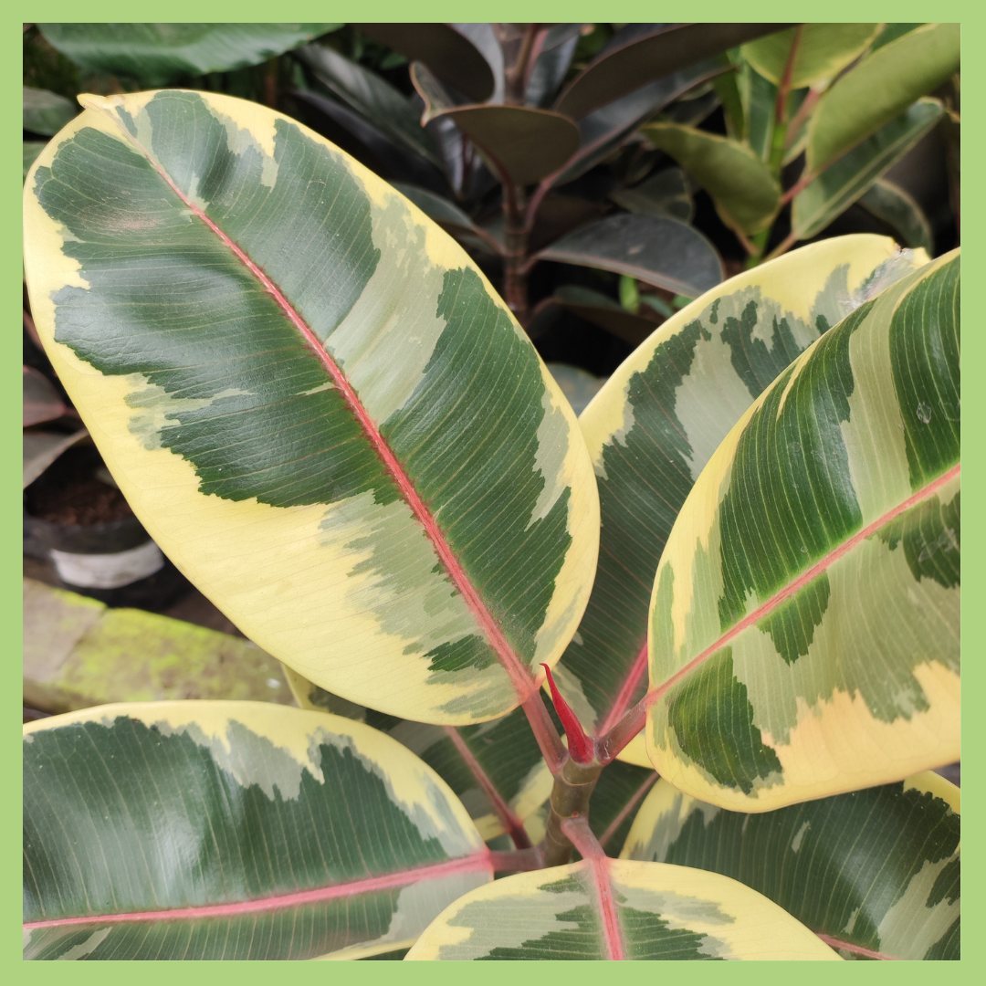 FICUS ELASTICO VARIEGADO 