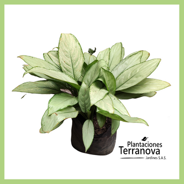 AGLONEMA BLANCA - imagen 1