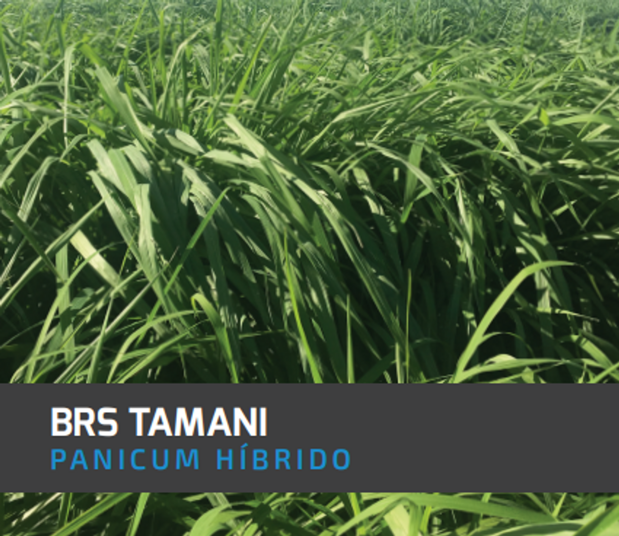 Tamani Guinea Panicum Maximum  (Híbrido) x Kilo