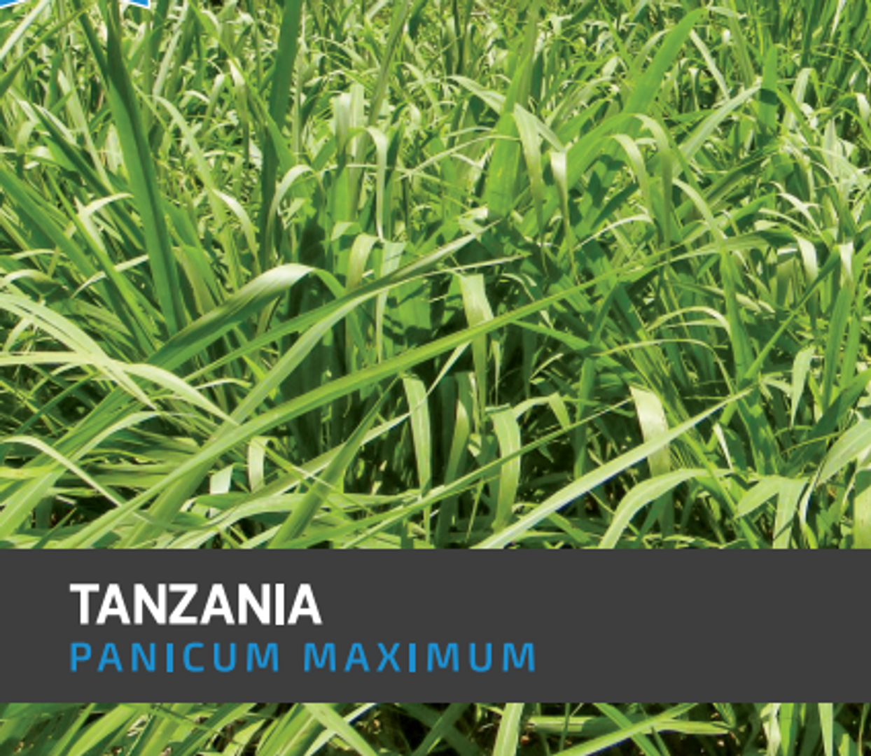 Tanzania Guinea Panicum Maximum  x  Kilo