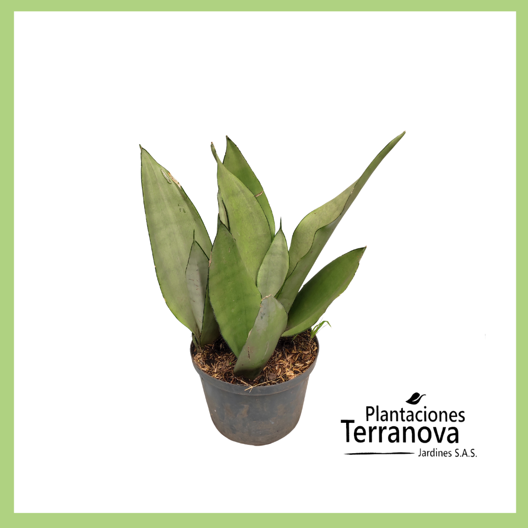SANSEVIERIA GRIS