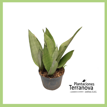 SANSEVIERIA GRIS - imagen 1