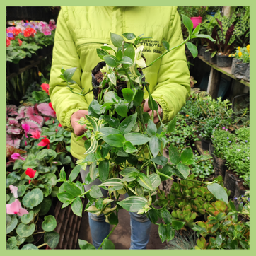 PANAMEÑA VERDE - imagen 2