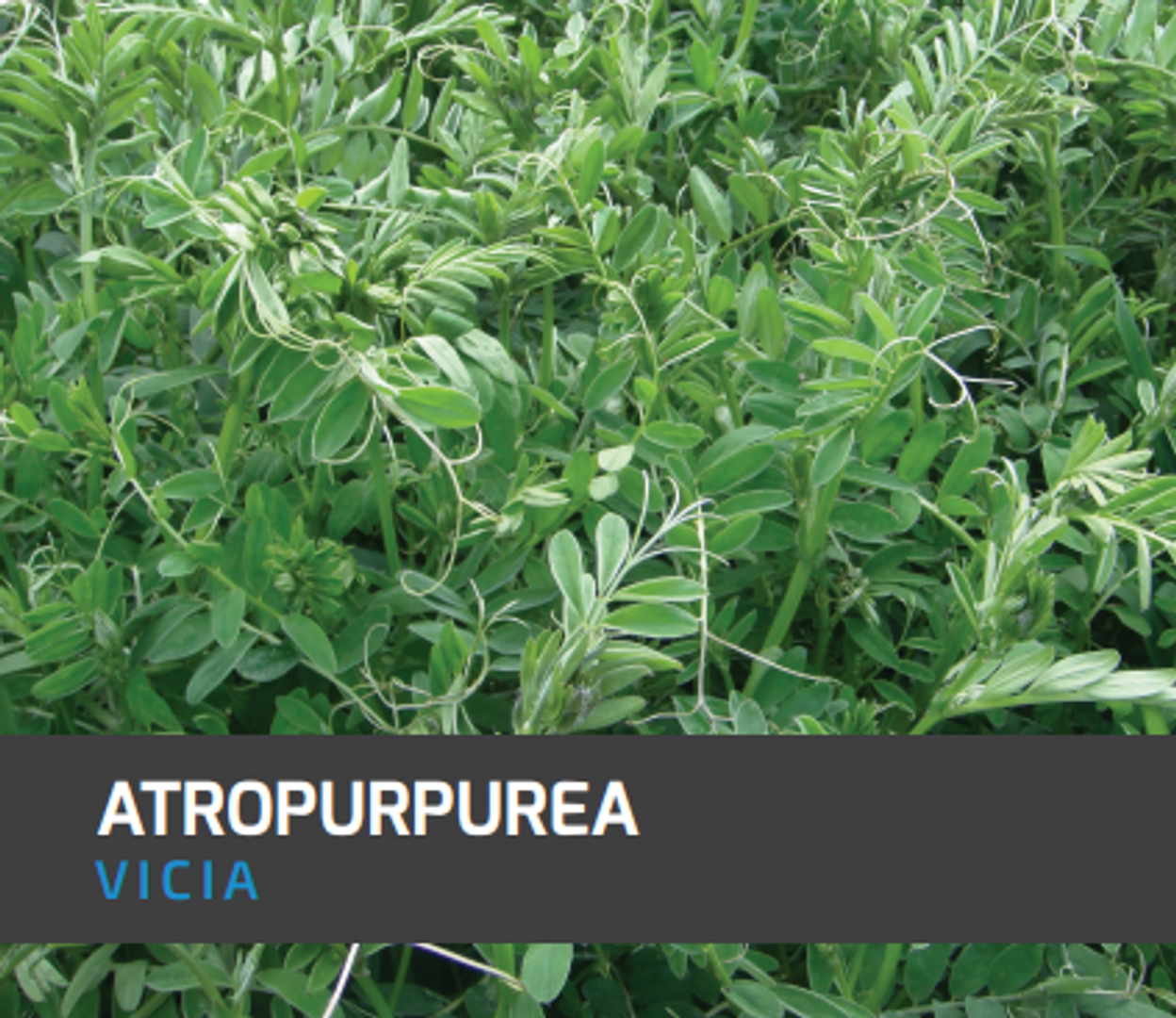 Vicia Atropurpurea X Kilo