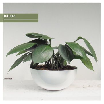 PROMO BOWL  - imagen 4