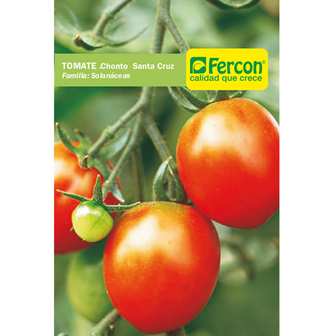 TOMATE CHONTO