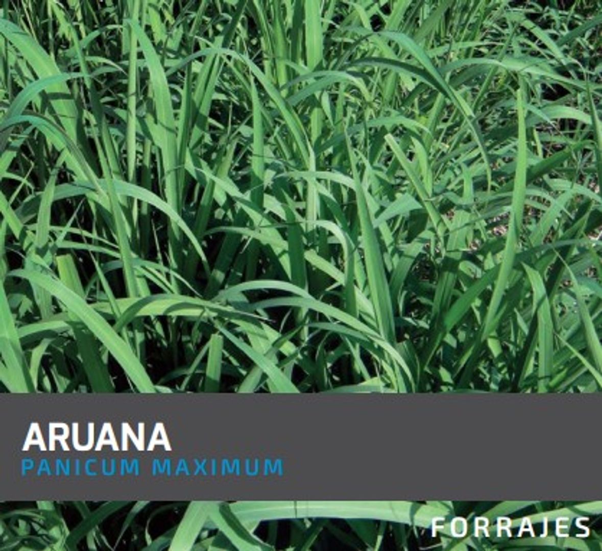 Aruana Guinea Panicum Maximum   x Kilo