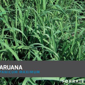 Aruana Guinea Panicum Maximum   x Kilo - imagen 1