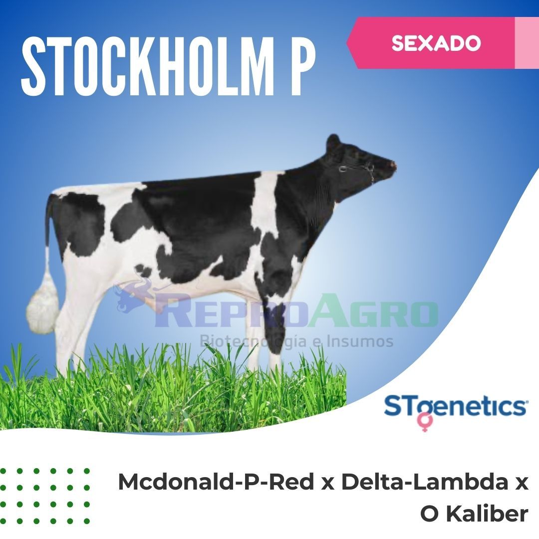 STOCKHOLM P SEXADO