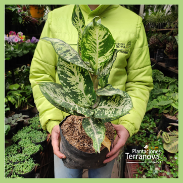 AGLONEMA MILITAR - imagen 2