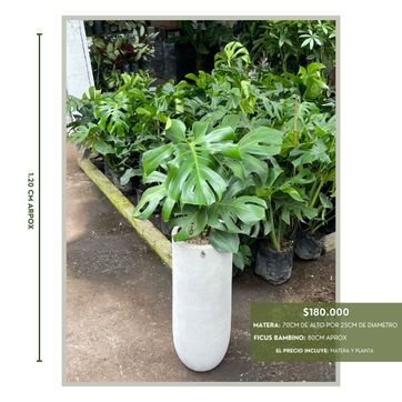 PROMO PLANTAS DE LUZ INDIRECTA  - imagen 4